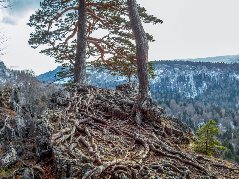 Сосна Крымская (Палласа) Pinus pallasiana