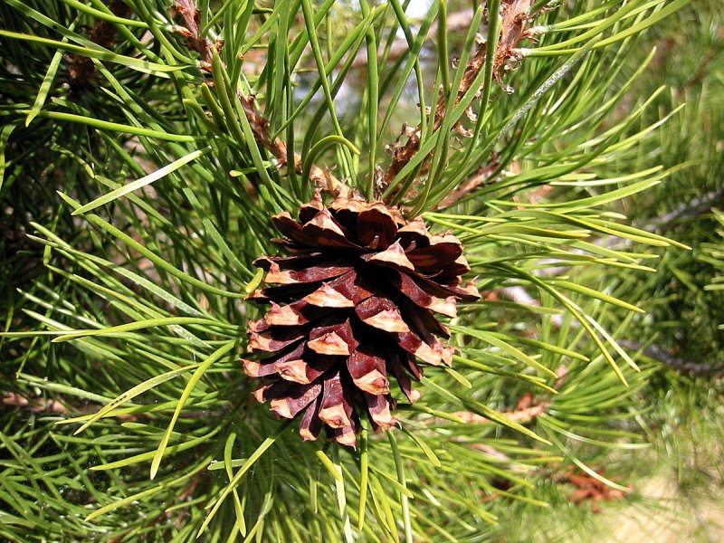Pinus tabuliformis