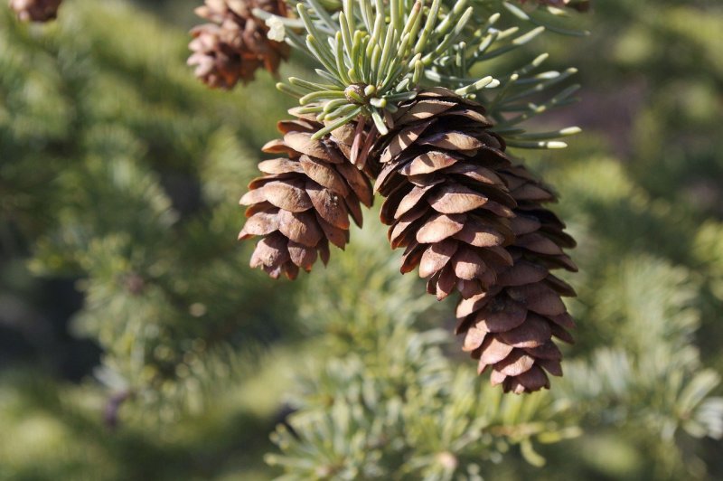 Pine dellsутес