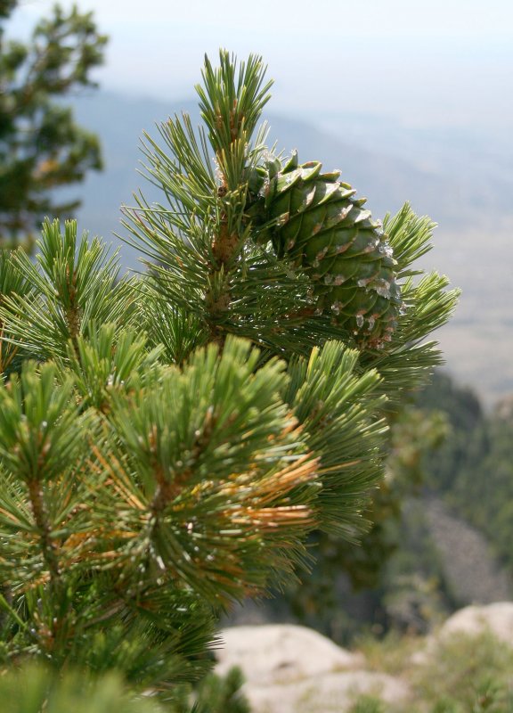 Pinus Ponderosa