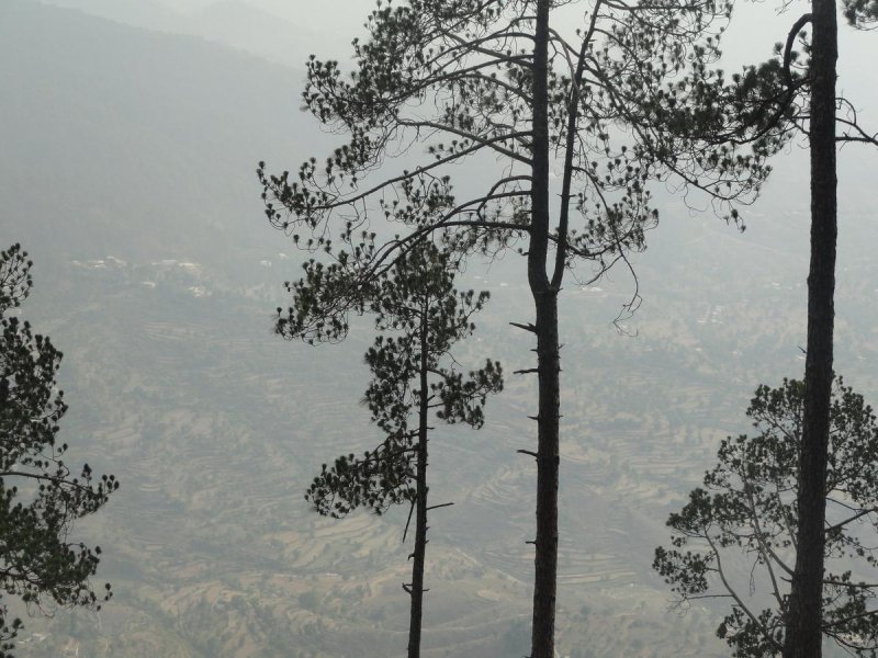 Pinus palustris шишки