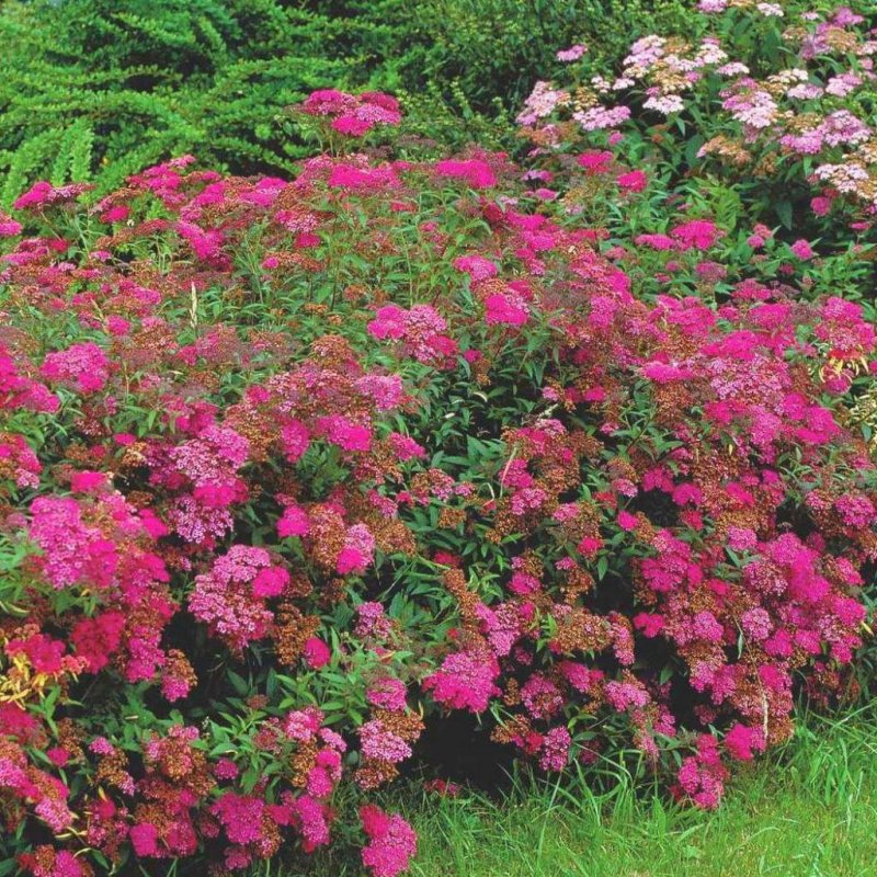 Спирея японская (Spiraea japonica `Dart's Red`)