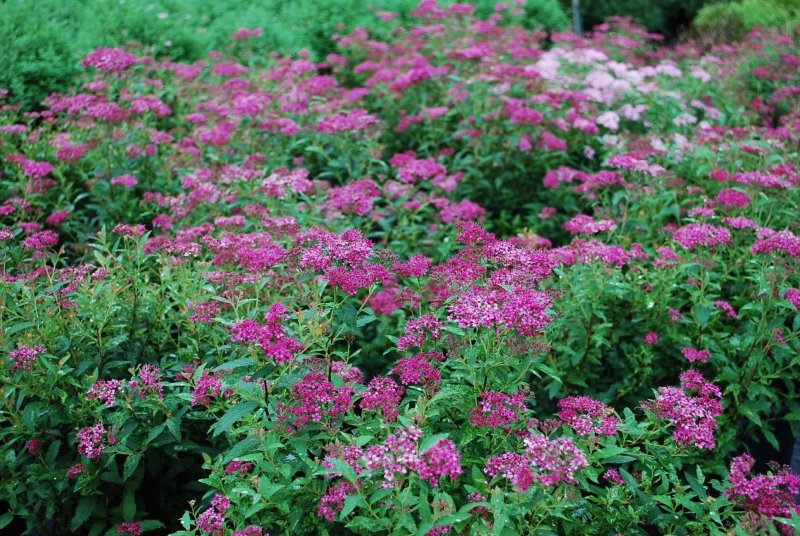 Spiraea japonica Anthony Waterer