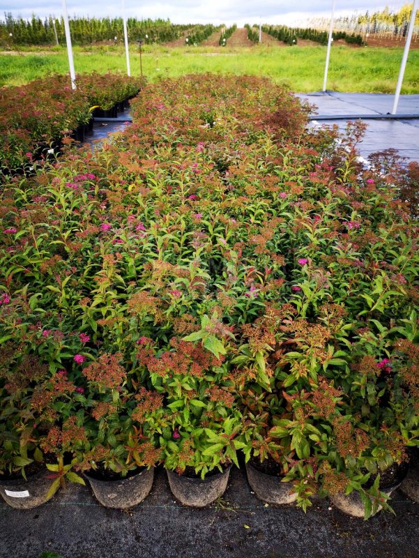 Spiraea japonica Anthony Waterer