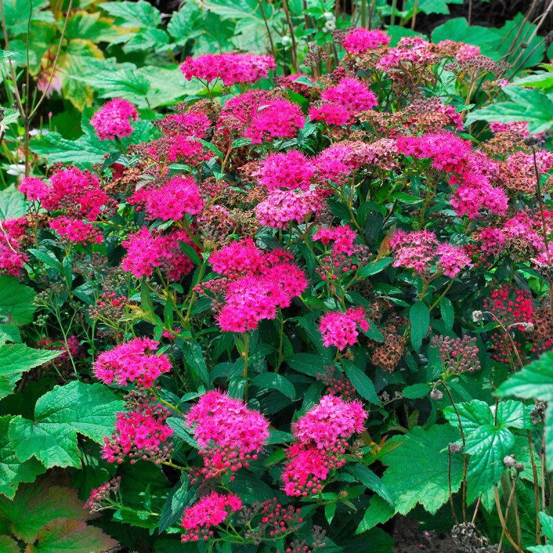 Spiraea Medeloch