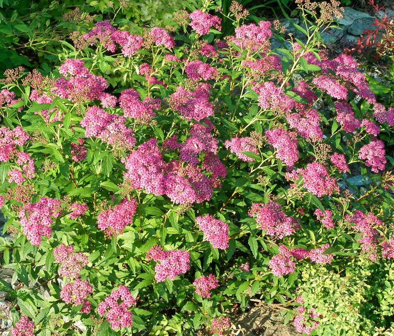 Spiraea japonica Anthony Waterer