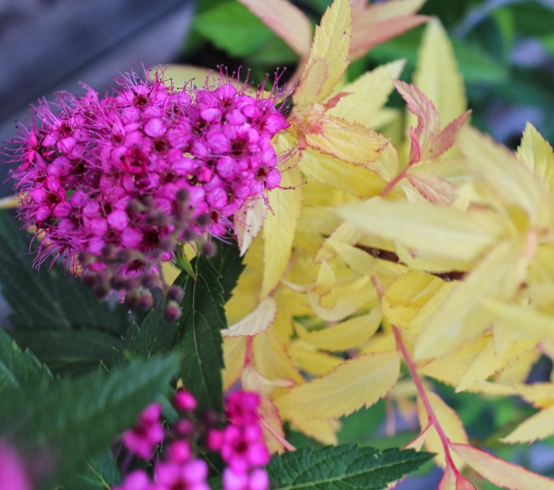Spiraea japonica Anthony Waterer