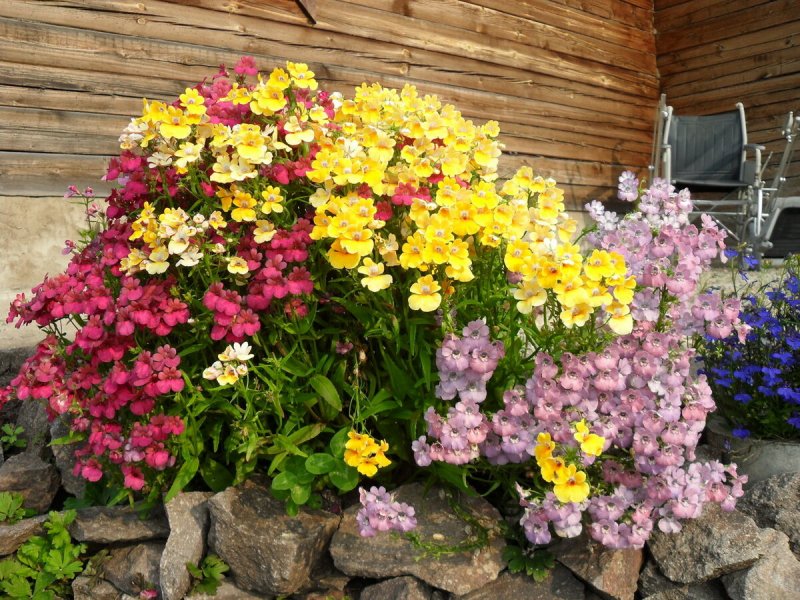 Немезия в саду на клумбе (68 фото)