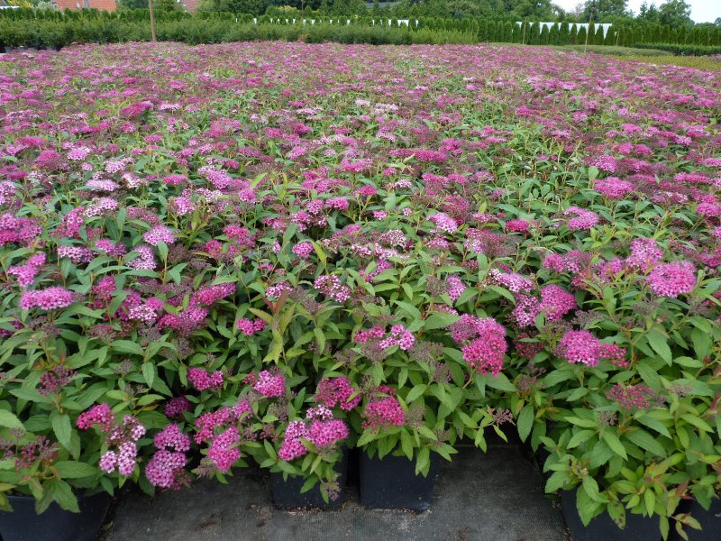 Spiraea japonica Anthony Waterer
