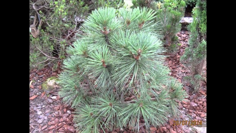 Pinus jeffreyi