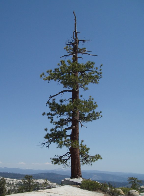 Сосна Pinus wallichiana