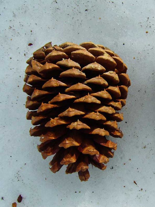 Atlas Pine Branch