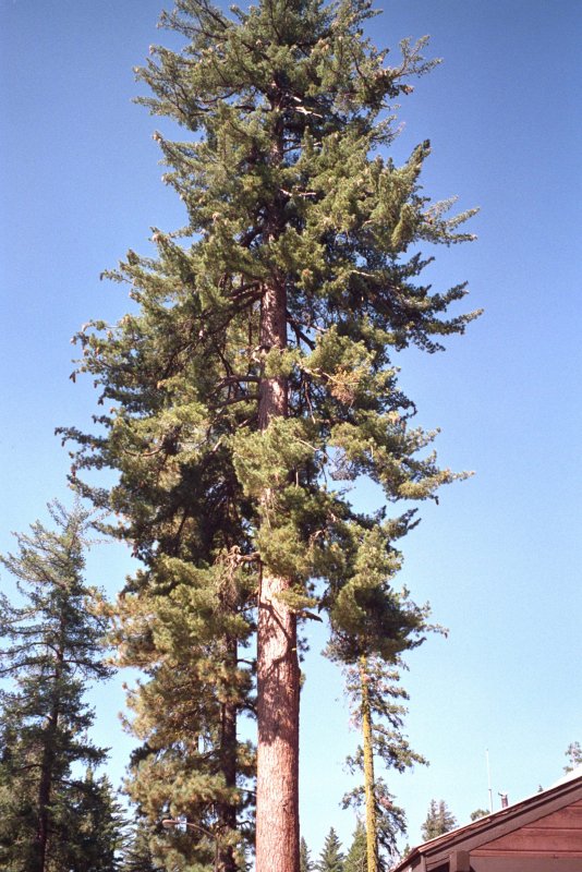 Сосна Жеффрея Pinus jeffreyi