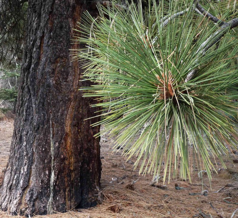 Pinus Radiata