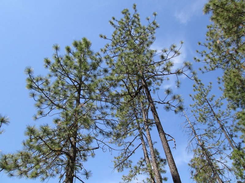 Pinus jaliscana