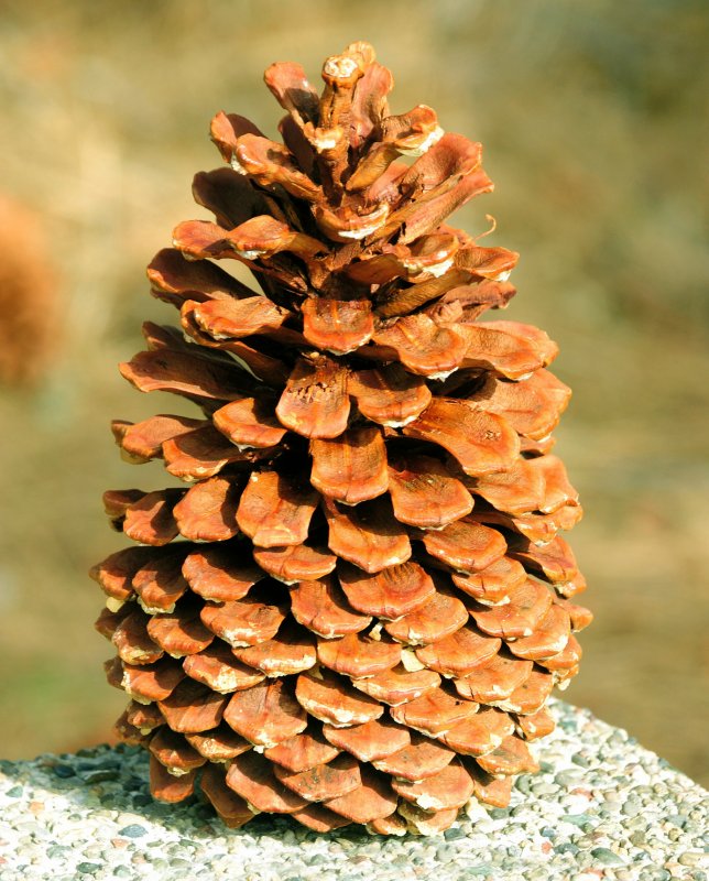 Сосна желтая Ponderosa