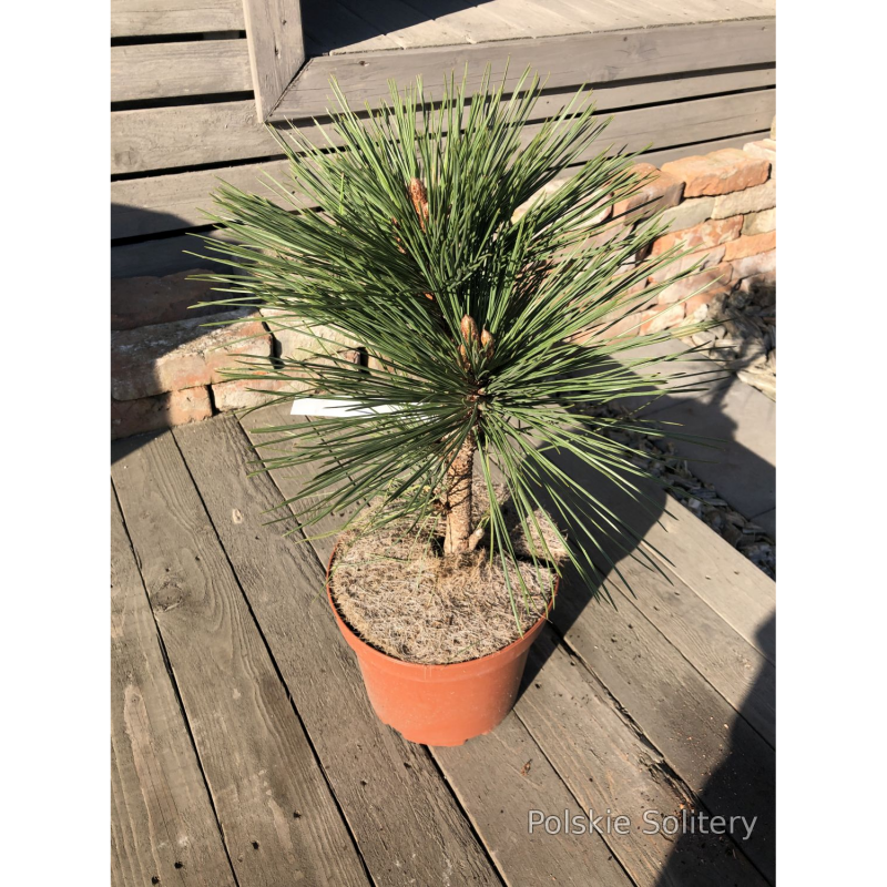 Pinus contorta