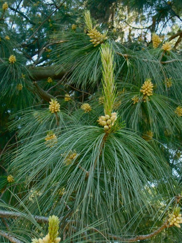 Сосна Тунберга Pinus thunbergii