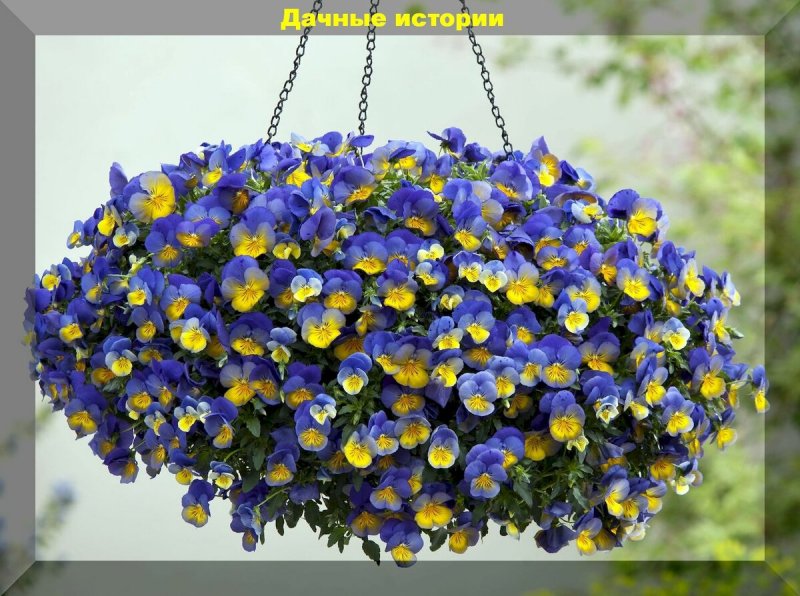 Ампельная Астра