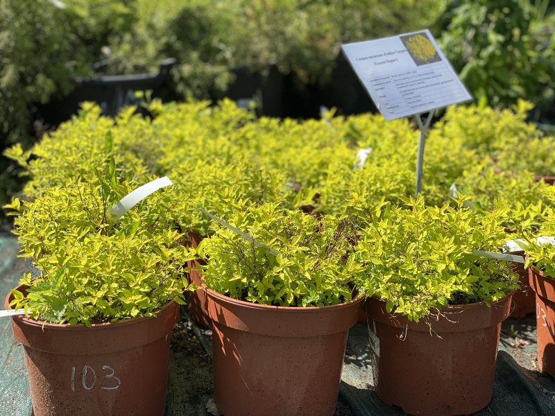 Spiraea japonica Golden Carpet