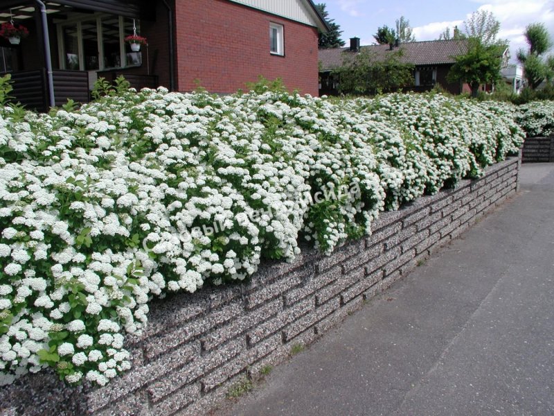 Спирея серая Spiraea x cinerea 'Grefsheim' зимой