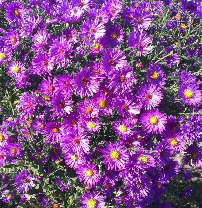 Астра кустарниковая Aster dumosus