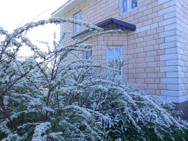 Спирея Вангутта изгородь