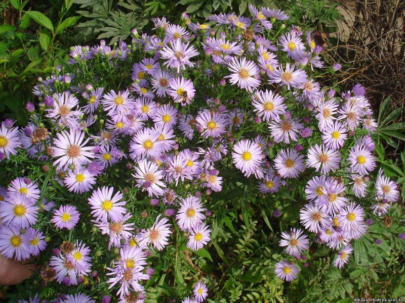 Астра Альпийская (Aster Alpinus)