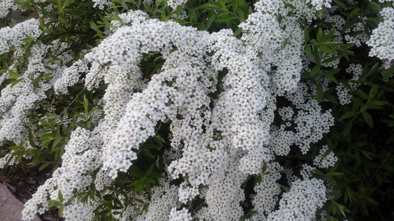 Спирея декумбенс