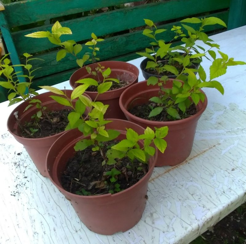 Спирея серая (Spiraea cinerea `Grefsheim`)