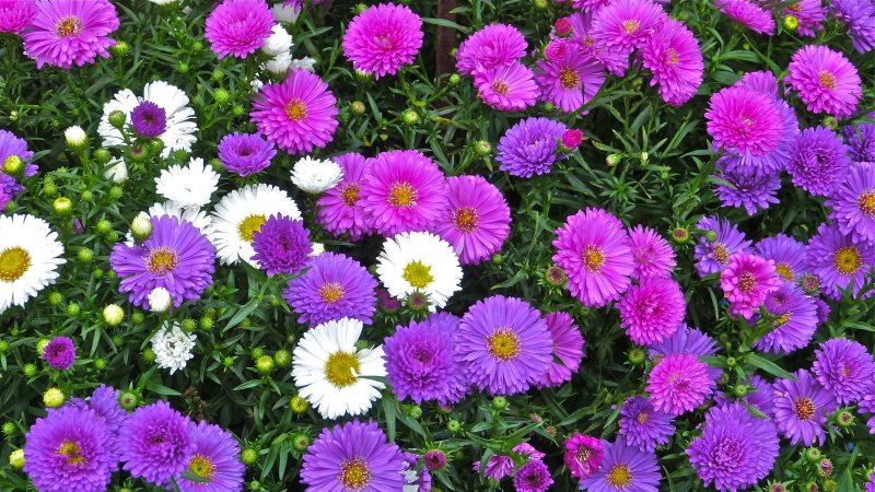 Астра Aster dumosus Rosenwichtel