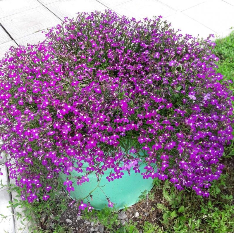 Калибрахоа хула аметист