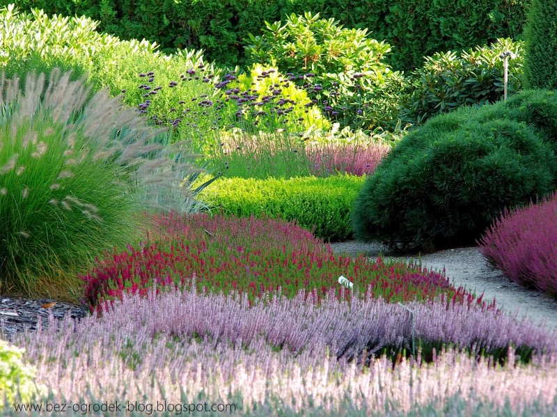 Calluna vulgaris Amethyst