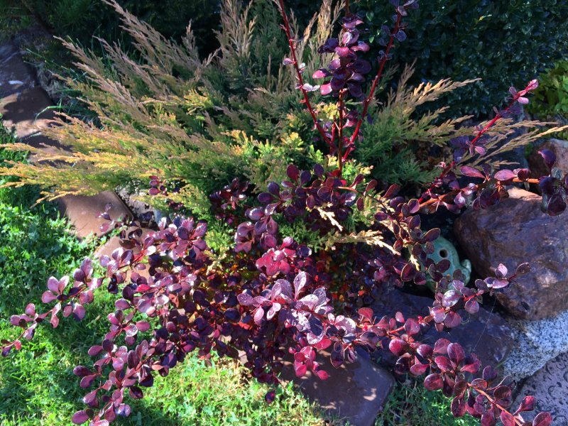 Вереск Calluna vulgaris в ландшафте