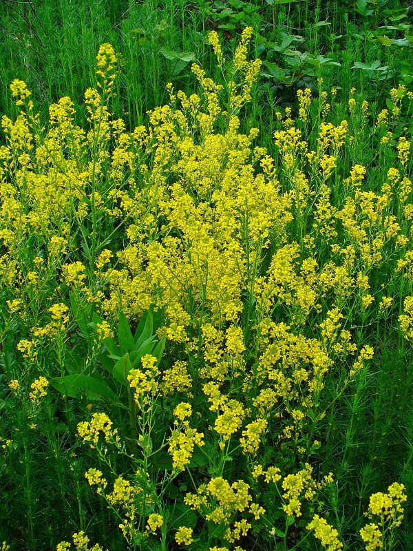 Горчица сарептская (Brassica juncea l.)