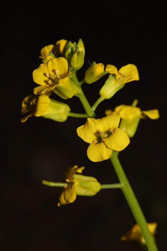 Sisymbrium loeselii