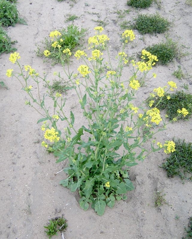 Свербига Восточная Bunias orientalis