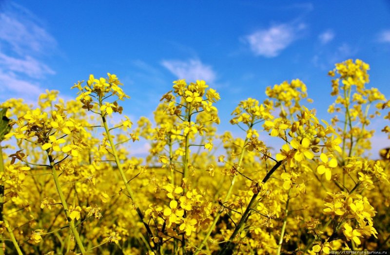 Рапс – Brassica napus.