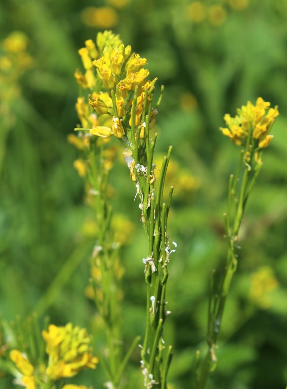 Сурепка обыкновенная (Barbarea vulgaris)