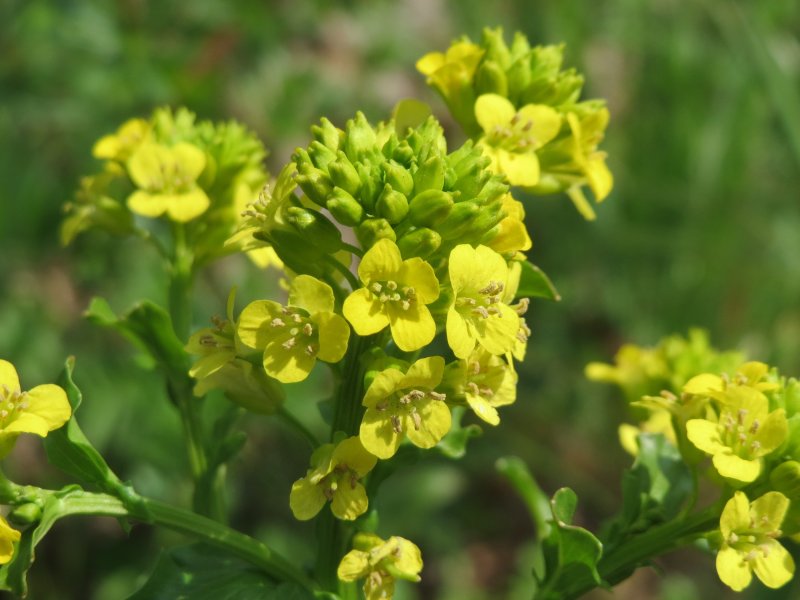 Сурепка обыкновенная (Barbarea vulgaris)