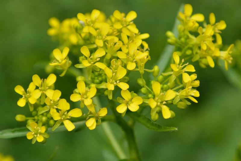 Brassica Campestris