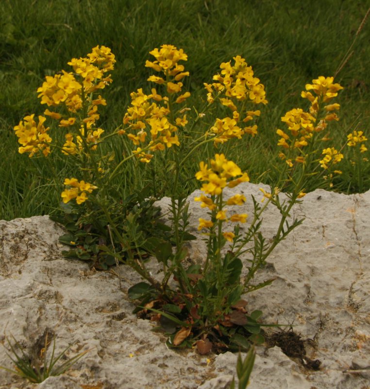 Сурепка обыкновенная (Barbarea vulgaris)