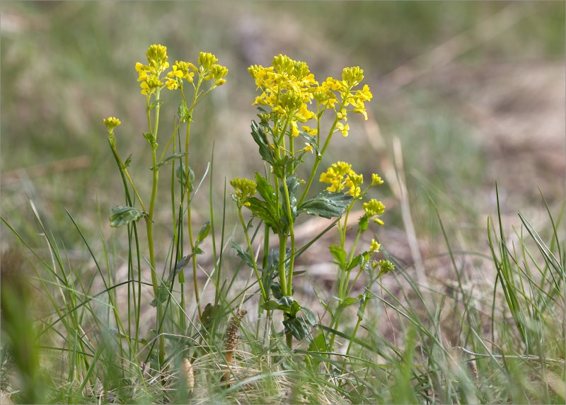 Сурепка Barbarea vulgaris