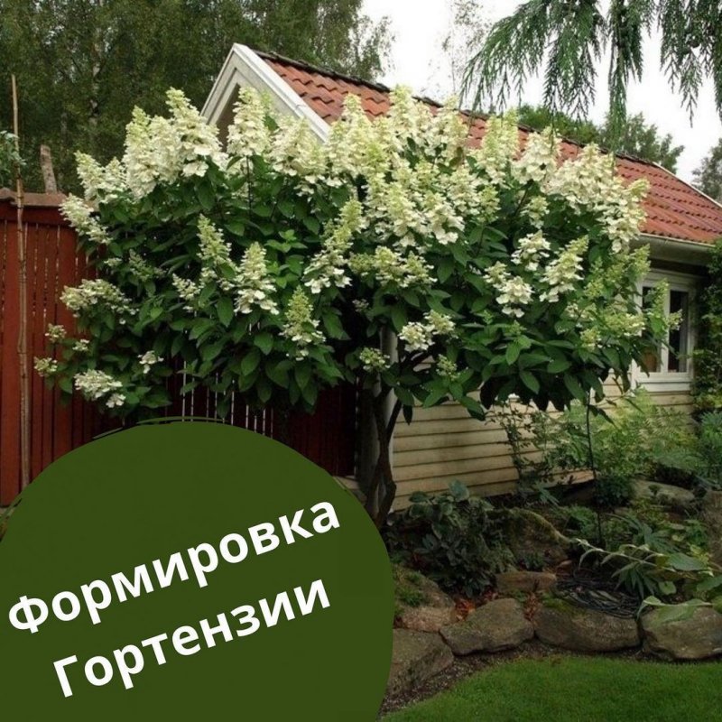 Киушу гортензия метельчатая на штамбе