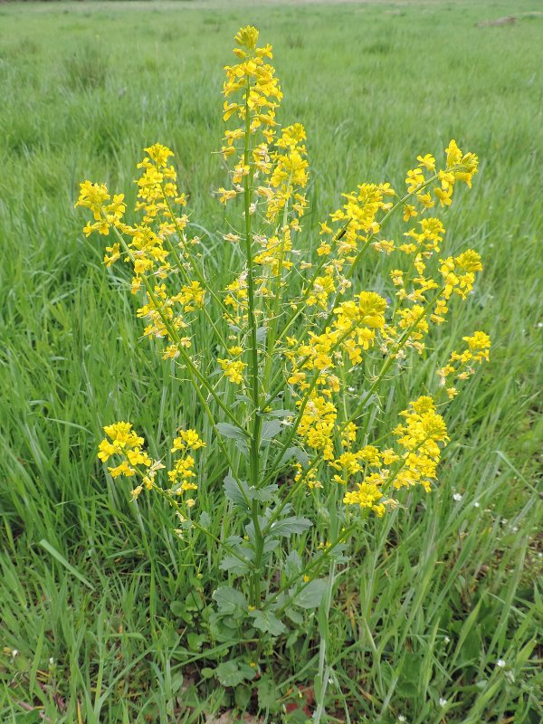 Сурепка Barbarea vulgaris