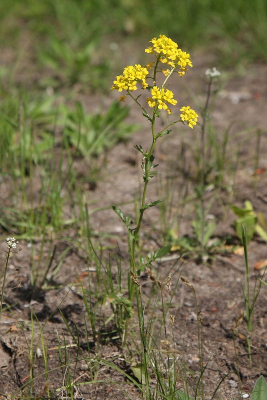 Сурепка обыкновенная (Barbarea vulgaris)