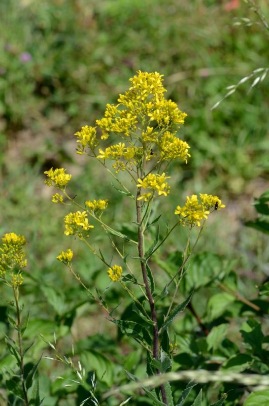 Aurinia saxatilis