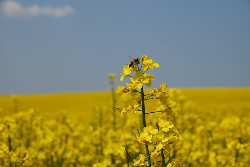 Сурепка обыкновенная (Barbarea vulgaris r. br.)