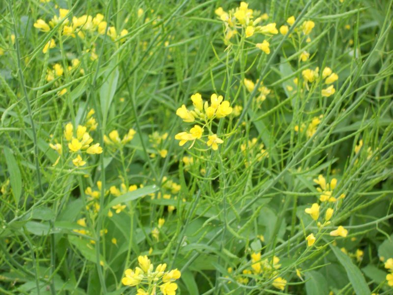 Ustina vulgaris