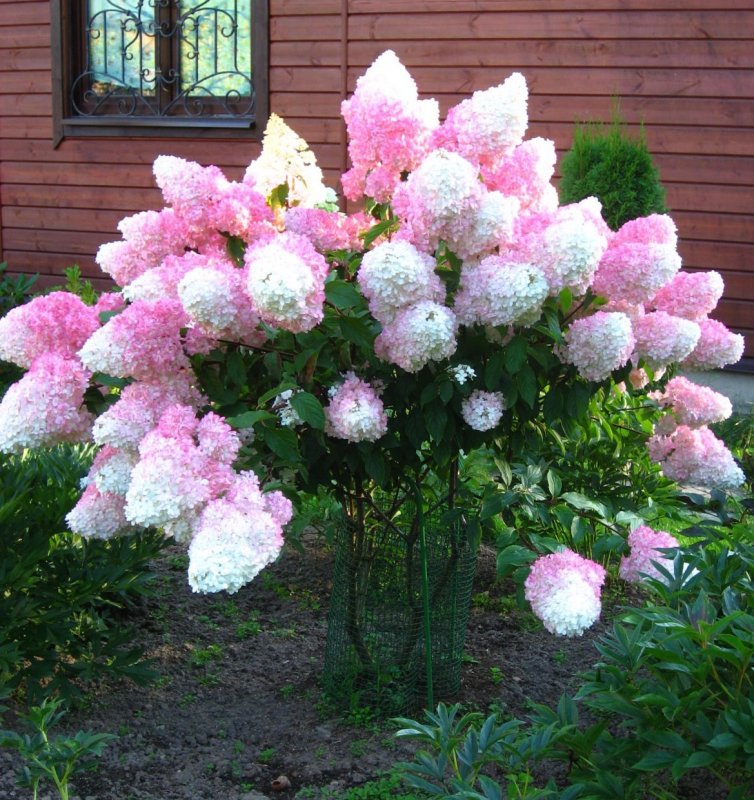 Гортензия метельчатая Vanille Fraise